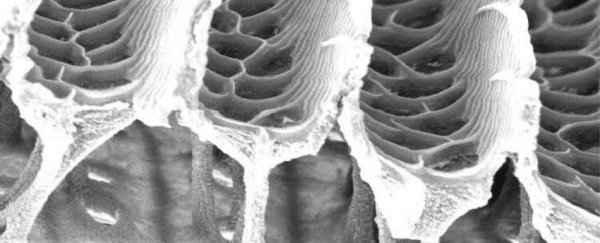 Butterfly wings have a hidden structure that rivals Vantablack in its darkness