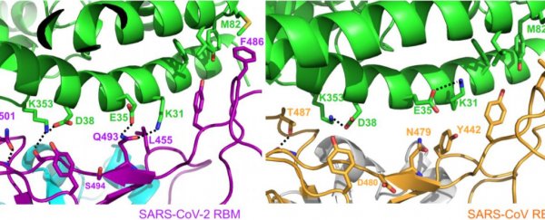 New study of the coronavirus 'spike' protein could help explain its immense spread