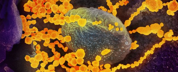 Doctors have now mapped how our immune system fights COVID-19