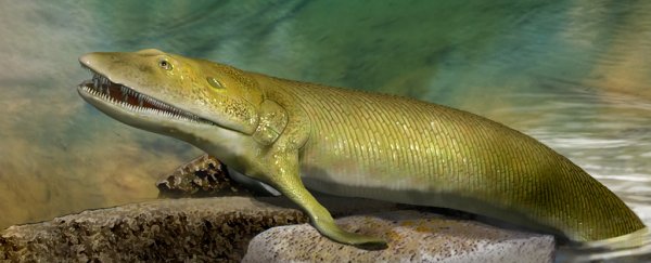 This ancient fish represents the earliest known evolutionary evidence of fingers
