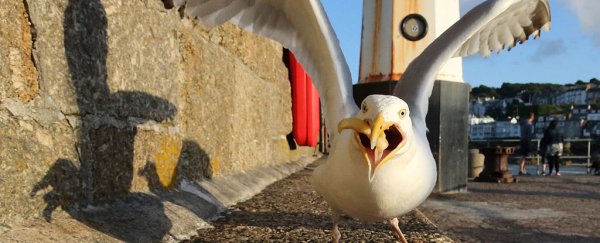 You're not imagining it. Science confirms seagulls really do prefer your food
