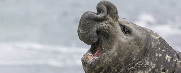 It's not just humans: Across mammal species, females outlive males
