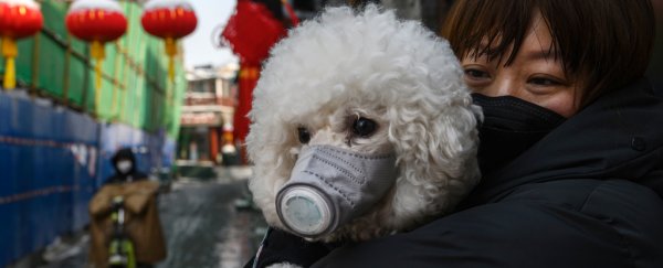 Good news: experts say there's still no evidence you can catch coronavirus from pets