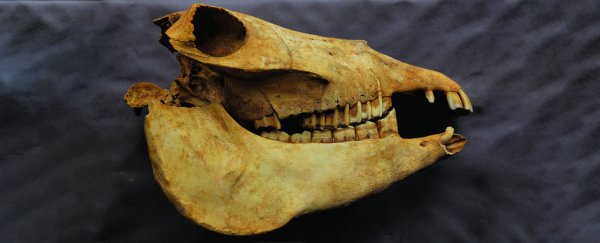 A curious discovery in 9th century Chinese noblewoman's grave points to donkey polo