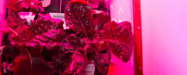 Detailed tests show space-grown lettuce is as safe and nutritious as Earth lettuce