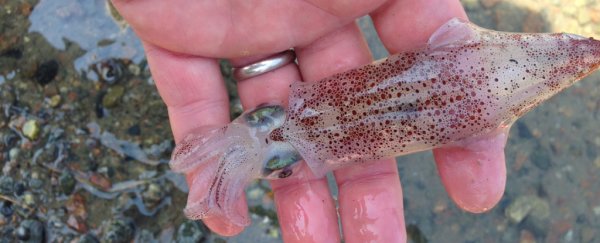 Squids can edit their RNA in an unprecedented way, scientists discover
