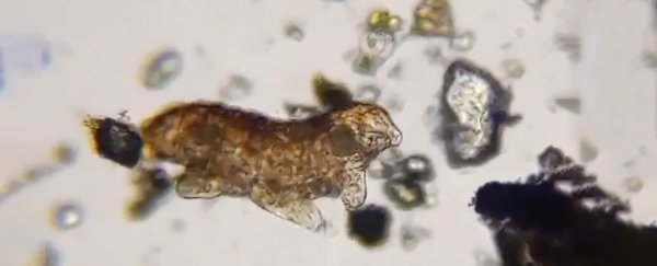 This Twitch livestream of tardigrades is so incredibly soothing