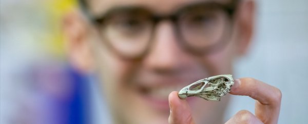 This 'wonderchicken' could be the oldest modern bird fossil, and a true survivor