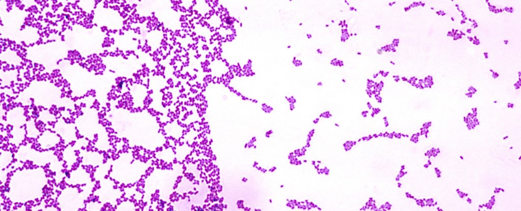 Hay sorprendentes similitudes en la forma en que las bacterias y los humanos se asientan en colonias 1 Hay sorprendentes similitudes en la forma en que las bacterias y los humanos se asientan en colonias 1