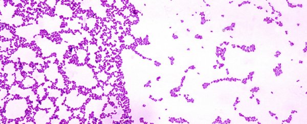There are striking similarities in the way bacteria and humans settle into colonies