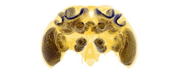 CT scans show brains of baby bumblebees could get irreversibly damaged by pesticides