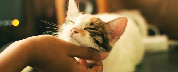 Here's why you don't need to freak out about cats getting COVID-19