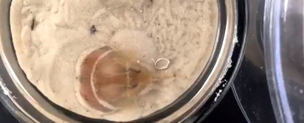 Need a distraction? Watch this amazing timelapse of a baby horseshoe crab moulting