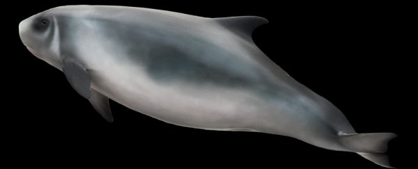 Incredibly rare footage shows a dwarf sperm whale spray ink as it flees an attack