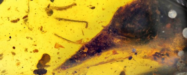 Updated: Skull of a Tiny Dinosaur-Era Animal Found in Amber