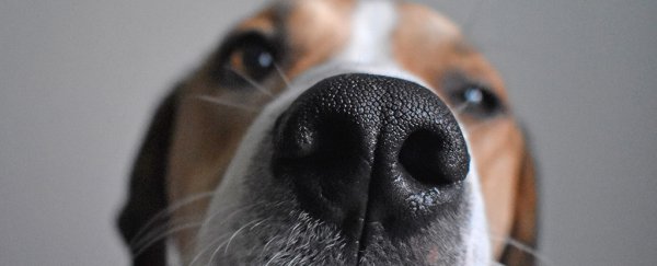 In a weird twist, dogs might be able to sniff out heat emanating from an object