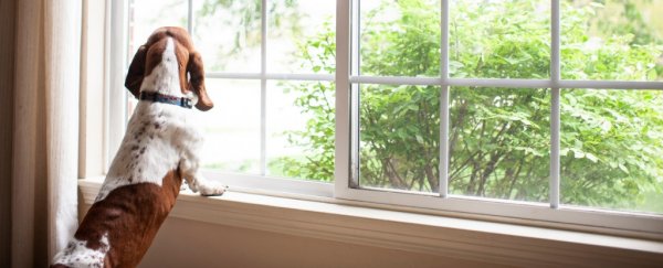 New study shows 'separation anxiety' in dogs may not be what you think