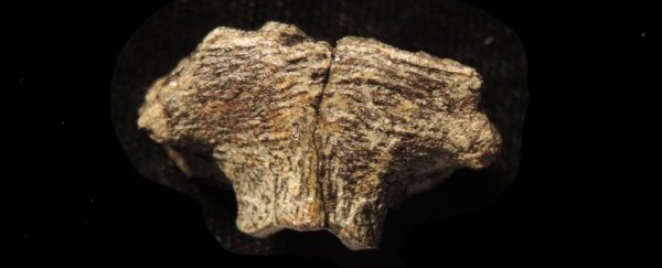 Ancient Dinosaur Remains Contain Something That Looks And Acts Shockingly Like DNA