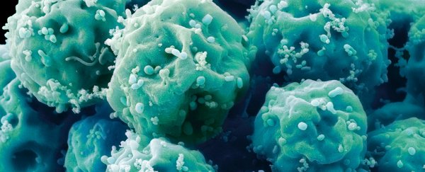 Scientists 'reset' the age of stem cells from a supercentenarian who lived to 114