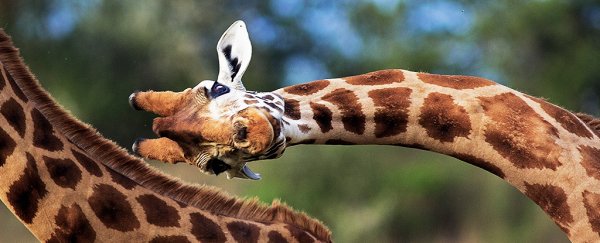 A crucial idea Darwin had on evolution was just confirmed, 140 years after his death