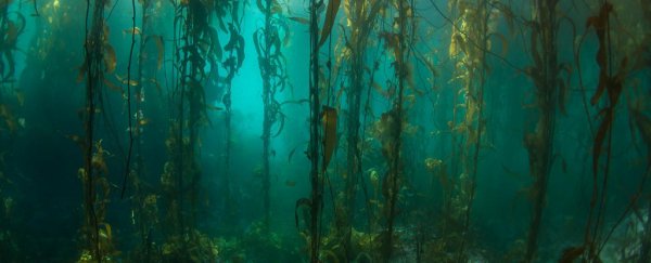 This remote, pristine underwater forest in South America hasn't changed in decades