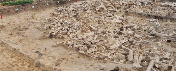 Eerie circle built from mammoth bones reveals new clues about survival in the ice age