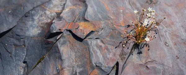 New find contradicts the theory Earth mysteriously lost oxygen 2 billion years ago