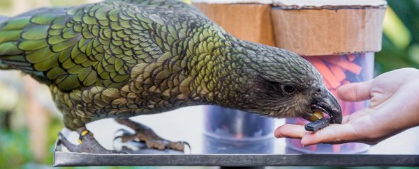 Parrots are only the second kind of animal we've found that can grasp probabilities