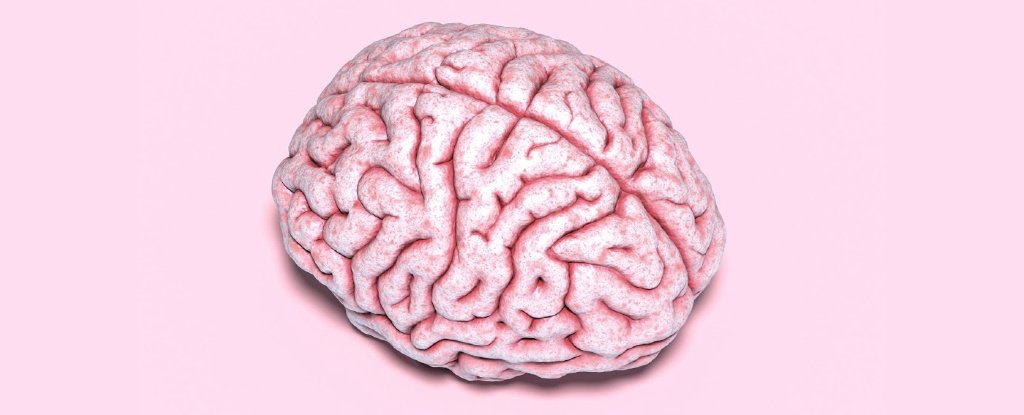 Five Amazing Facts About Your Brain That You Probably Don't Know ...