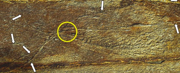 Earth's first animals kept in touch through complex networks of strange filaments