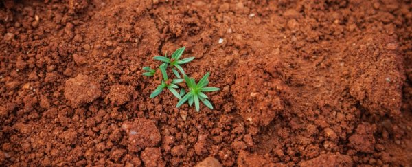 Earth's soil could absorb 5.5 billion tonnes of CO2 annually, if we get it right
