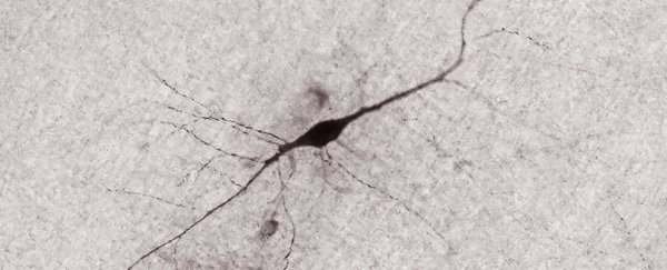 Scientists just took a closer look at an incredibly rare human brain cell type