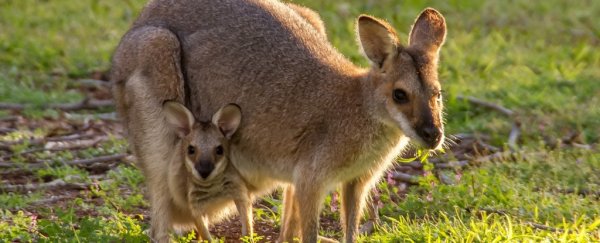 This wallaby species can be pregnant its entire adult life with no break, study finds
