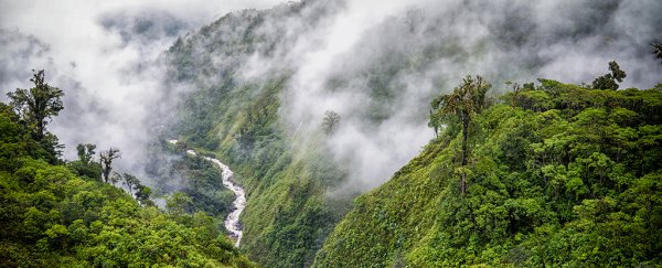 The diversity of tropical forest carbon sinks is more complicated than we thought