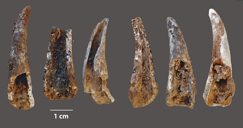 Surprise Discovery Reveals Neanderthals Loved Seafood And Were Excellent Fisherpeople