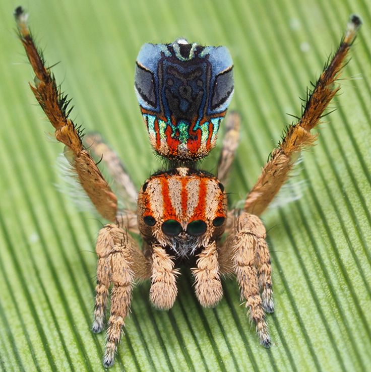 Maratus azureus showing off his sexy dance moves. (Joseph Schubert)