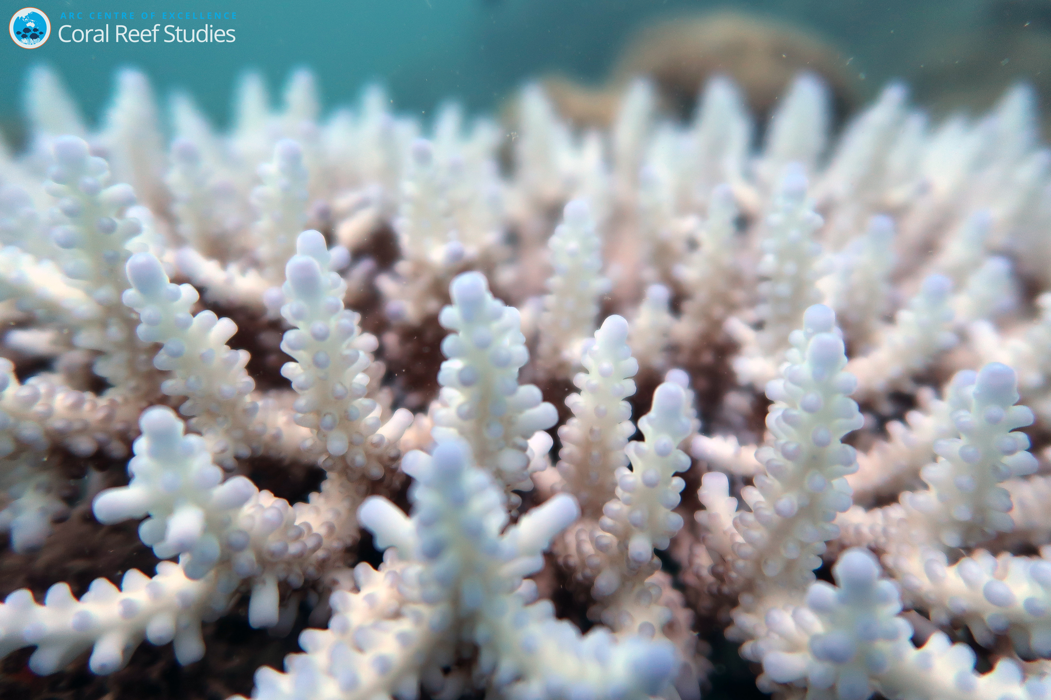 ARC Centre of Excellence for Coral Reef Studies