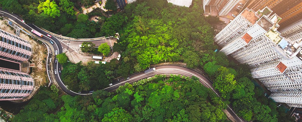 trees_in_the_city_concept_getty_1024 trees_in_the_city_concept_getty_1024