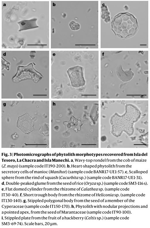 nature body image phytoliths from amazonia