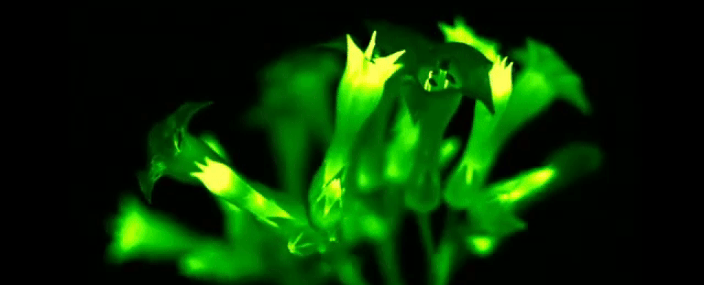 Plantes de jardin bioluminescentes