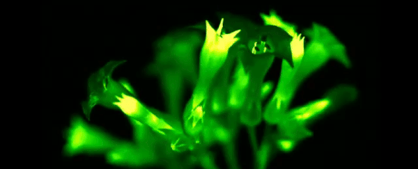 Scientists engineer gorgeous glowing plants that shine bright their entire life cycle