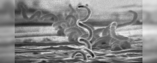 Changing a single gene lets syphilis lurk hidden in the body for years
