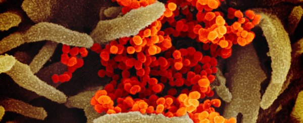 Scientists may have found the human cell types most vulnerable to the new coronavirus