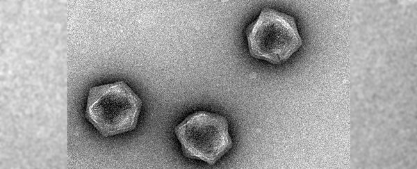 Giant viruses carry genetic code that may control the metabolism of living things