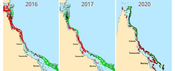 Ecologists Just Surveyed The Great Barrier Reef And Found an Utter Tragedy