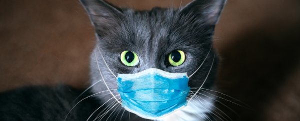 Can pets get the coronavirus, and can we catch it from them? Here's the science