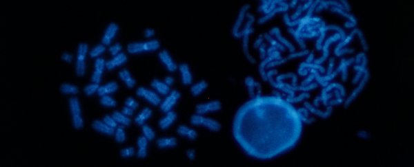 Why more men are dying from COVID-19 than women - a geneticist explains