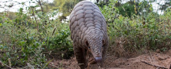 More evidence suggests pangolins may have passed coronavirus from bats to humans