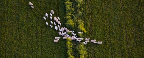 Our exploitation of wildlife is directly causing more viruses to spread to humans, study shows