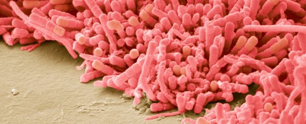 Bacterial biofilms have 'memory' that works in a surprisingly similar way to neurons